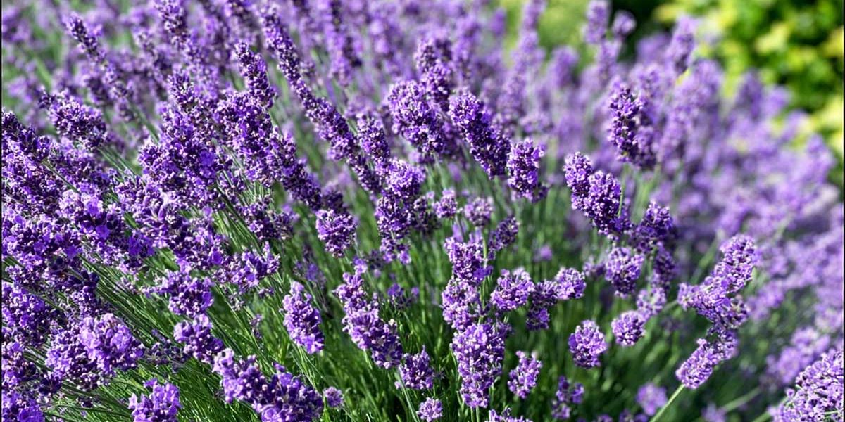 massif lavande