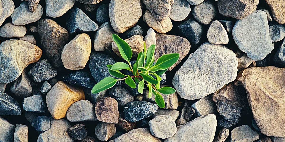 mauvaises herbes gravier