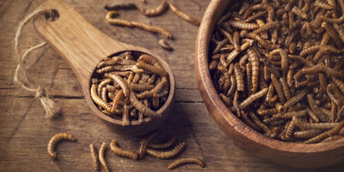 Insectes utilisés pour l'élevage à l'école d'agriculture