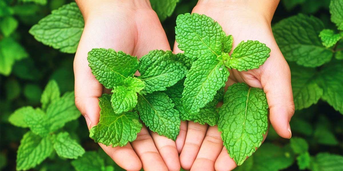 multiplier la menthe