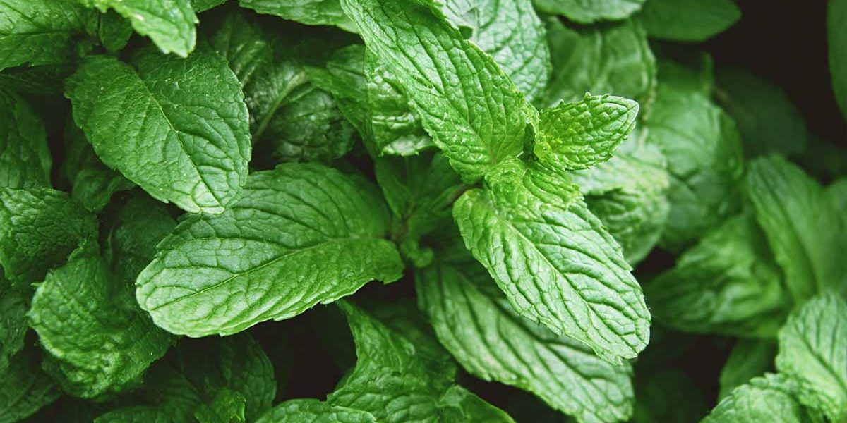 Depuis que la menthe est taillée ainsi en août, elle repousse deux fois plus vite