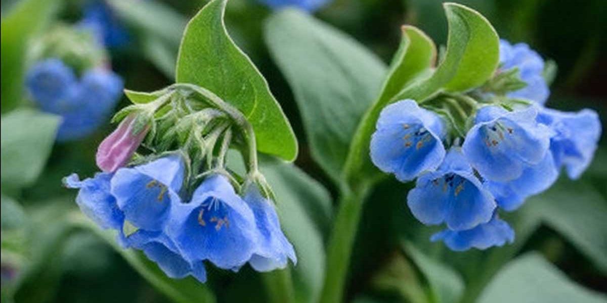 mertensia
