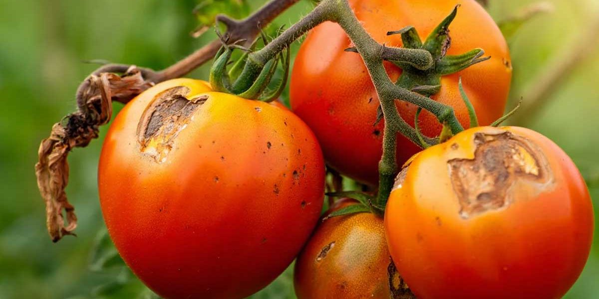 mildiou tomates