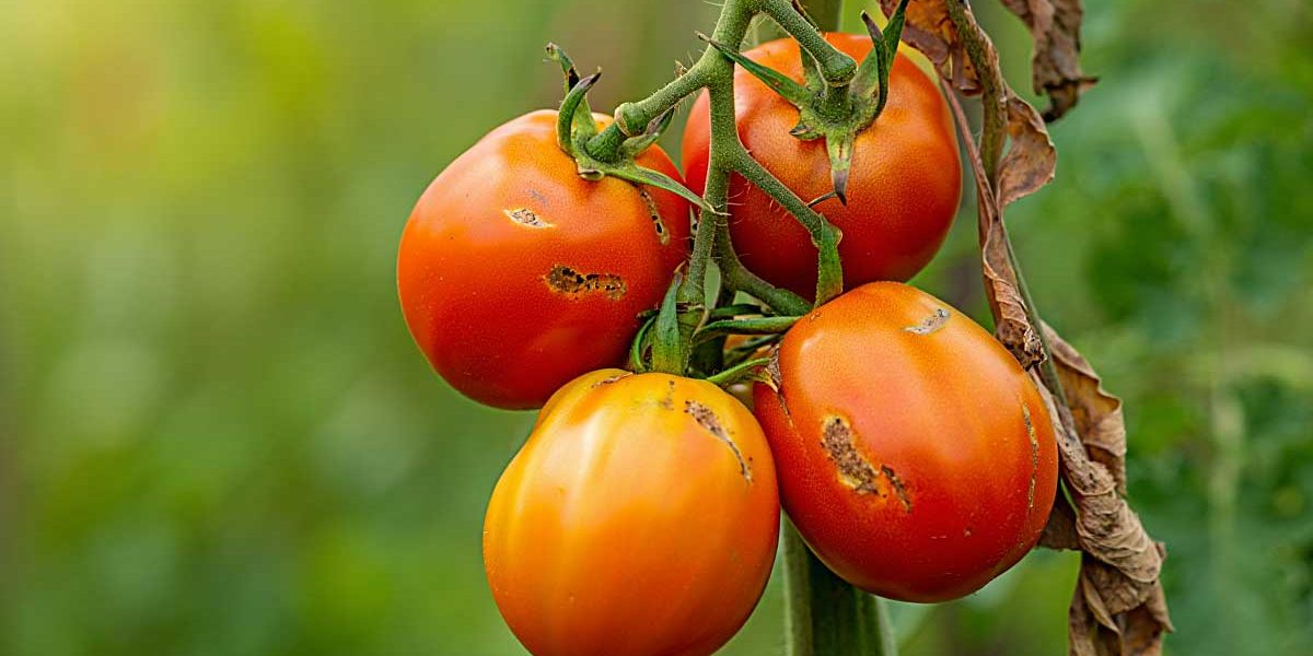 mildiou tomates