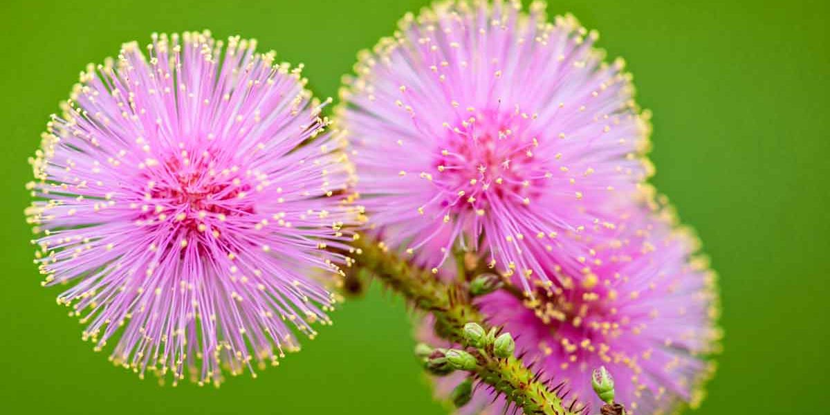 mimosa pudica