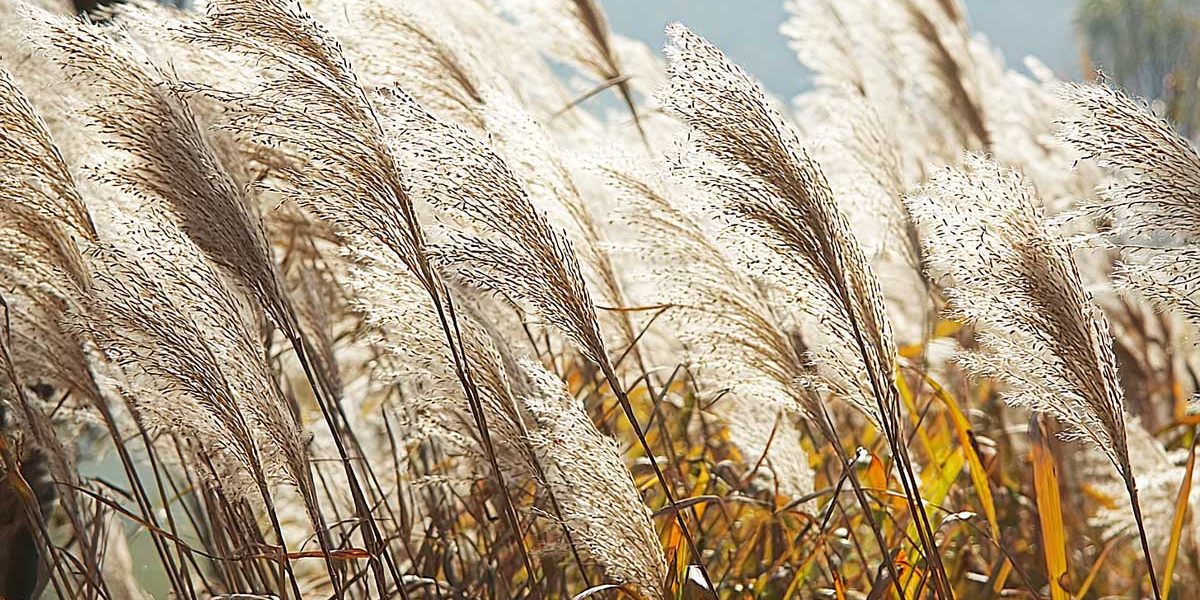 miscanthus sacchariflorus