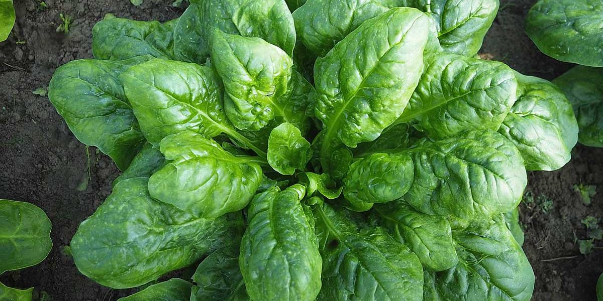 monstrueux de giroflay