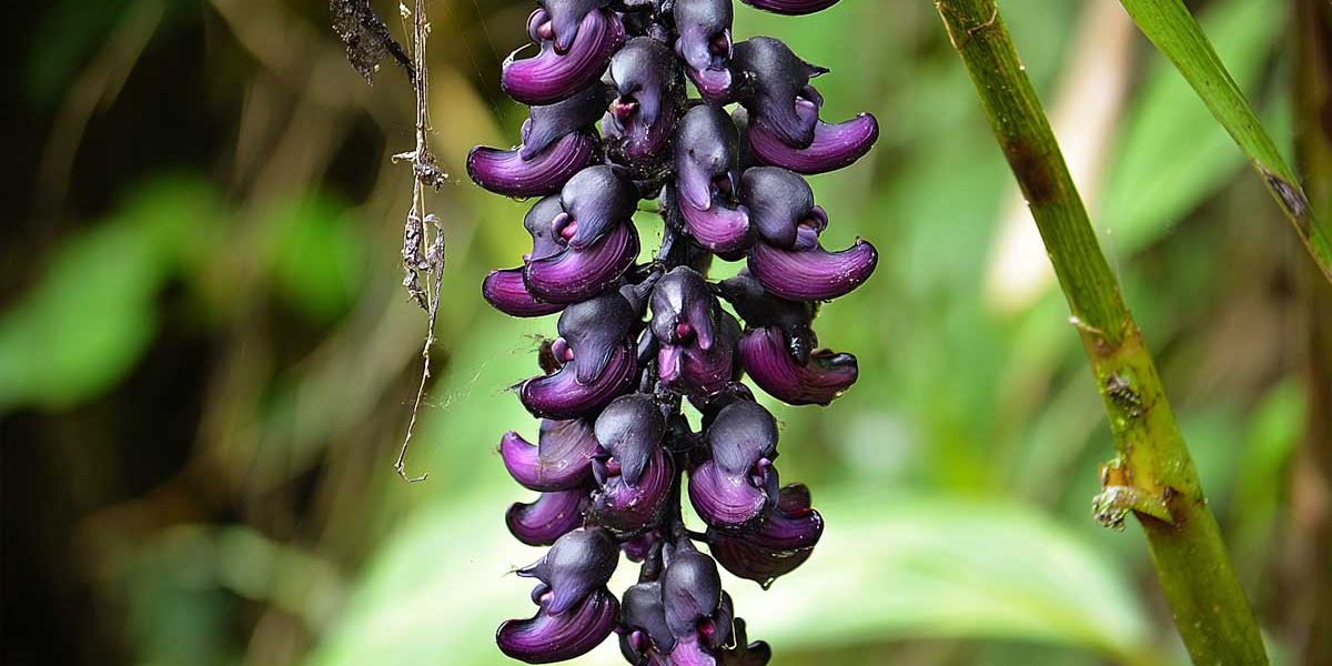 mucuna