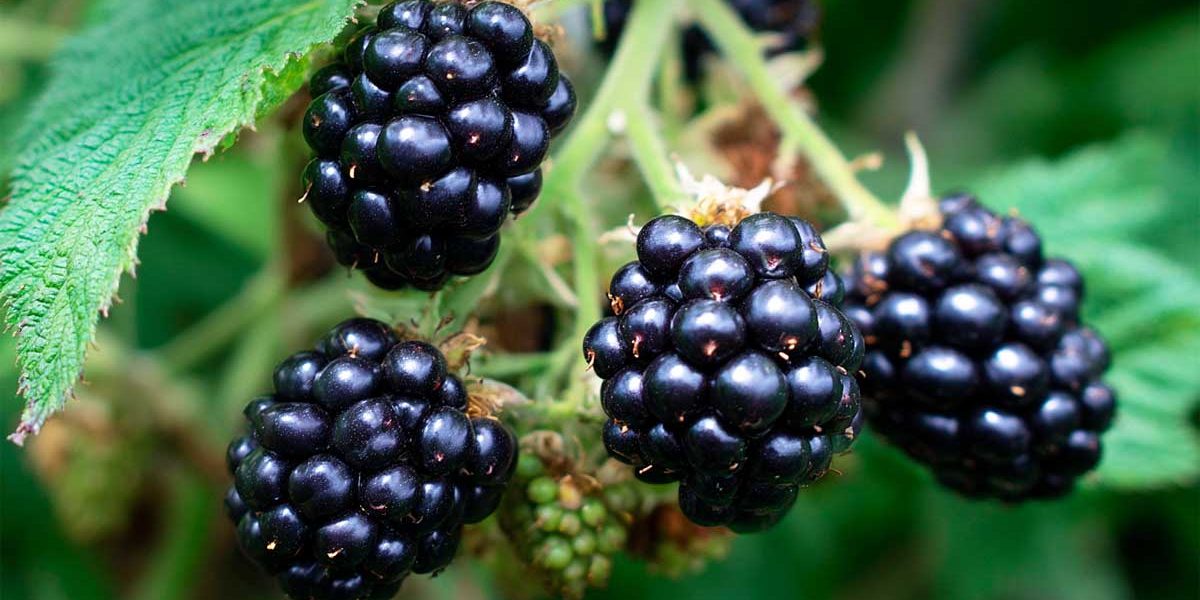 Depuis que j’enlève les vieilles tiges de mes mûriers en août, la récolte repart double