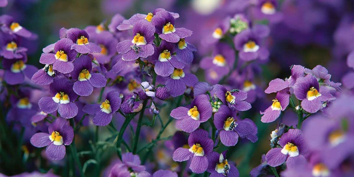 nemesia