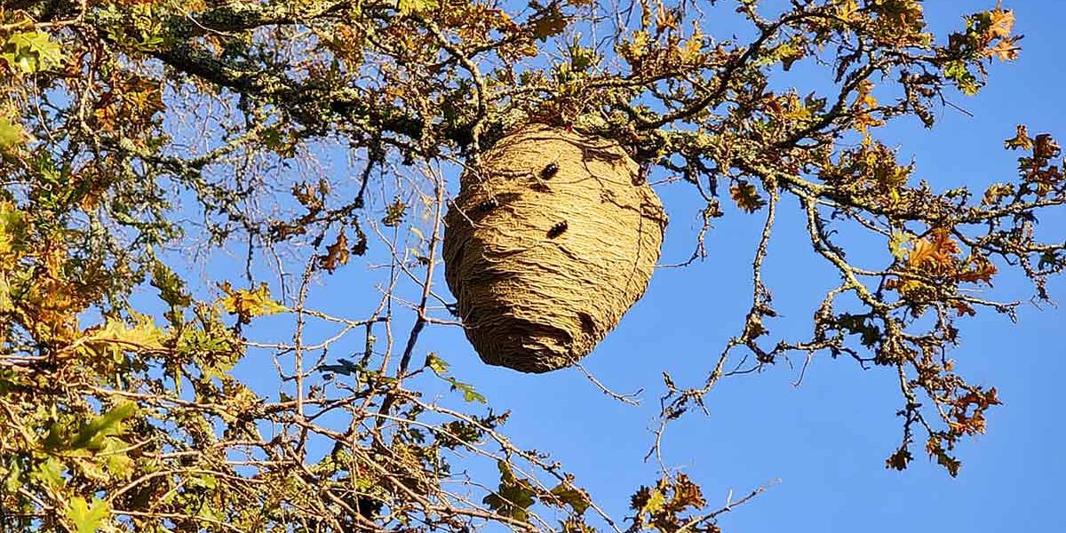 nid frelon astiatique