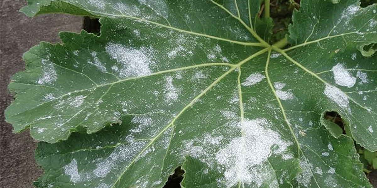 oidium courgette