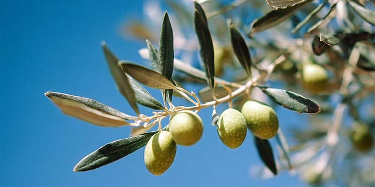 olives arbre