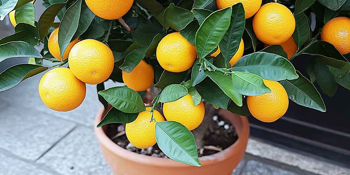 oranger en pot