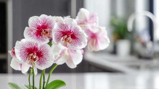 orchidee dans une cuisine