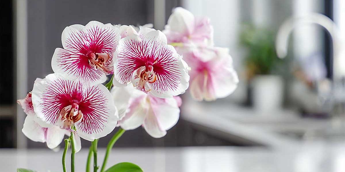 orchidee dans une cuisine