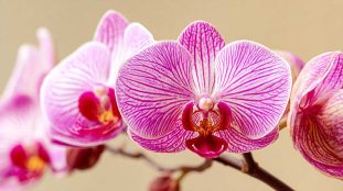 orchidee