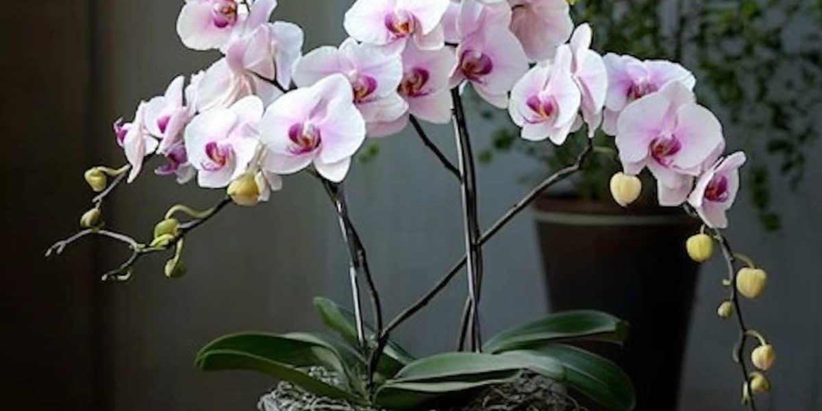 astuces orchidées hiver
