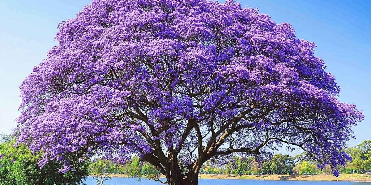 paulownia arbre
