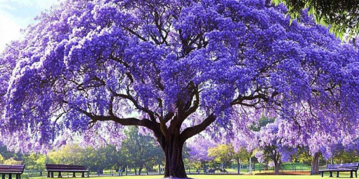 planter un Paulownia : cet arbre à croissance ultra-rapide est-il vraiment une bonne idée pour votre jardin ?