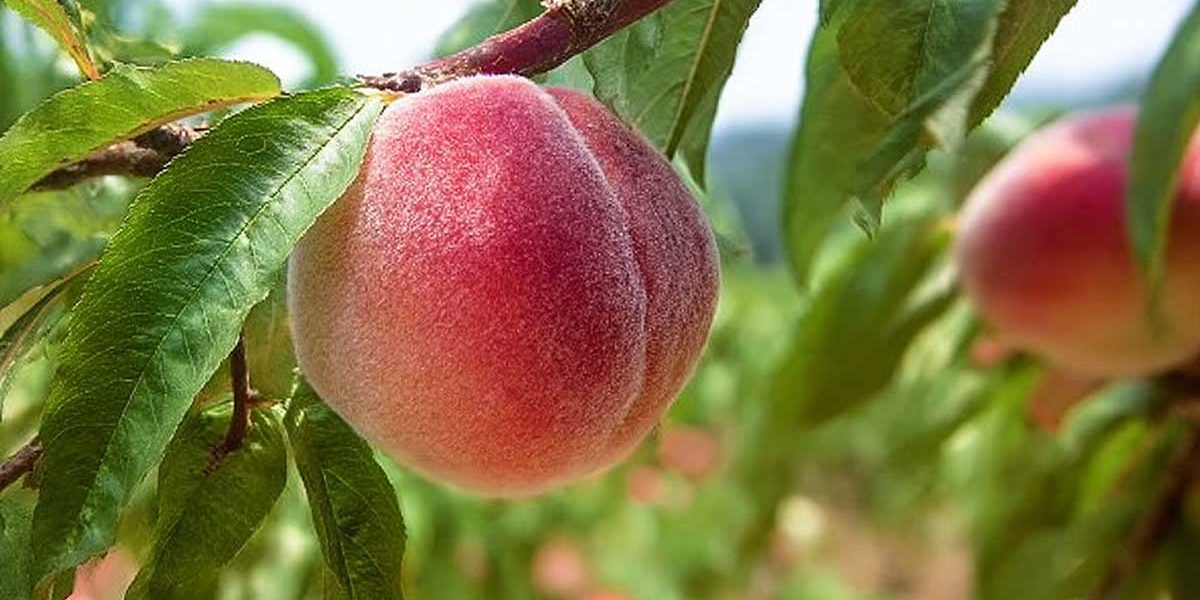 Pourquoi faut-il tailler un pêcher ou un abricotier en août après la récolte (et pas en septembre)