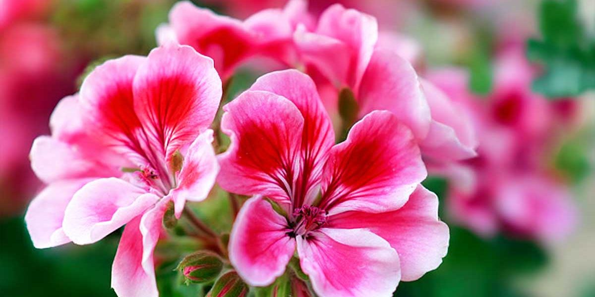 pelargonium