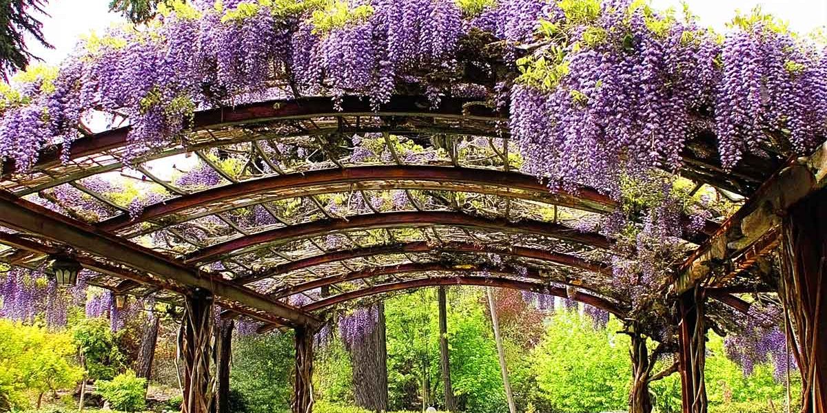 pergola plantes