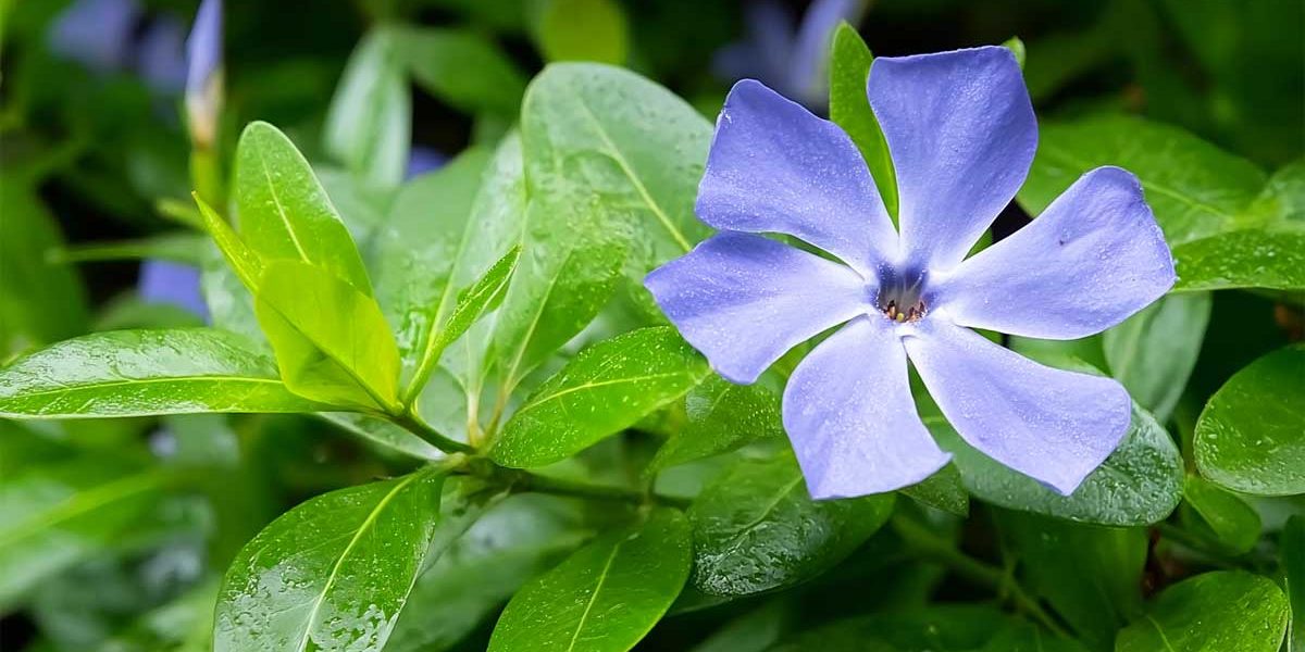 pervenche dans un jardin