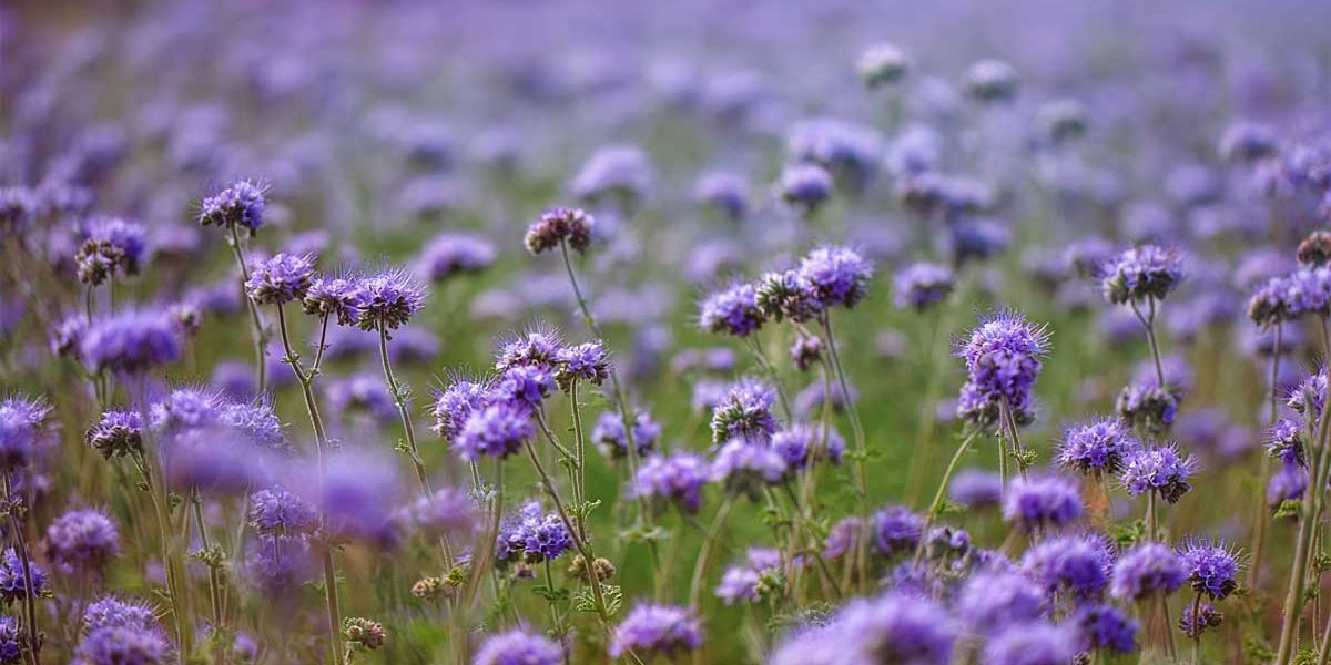 J’ai testé la moutarde et la phacélie en engrais vert : en les semant en août, j’ai gagné un temps fou au jardin