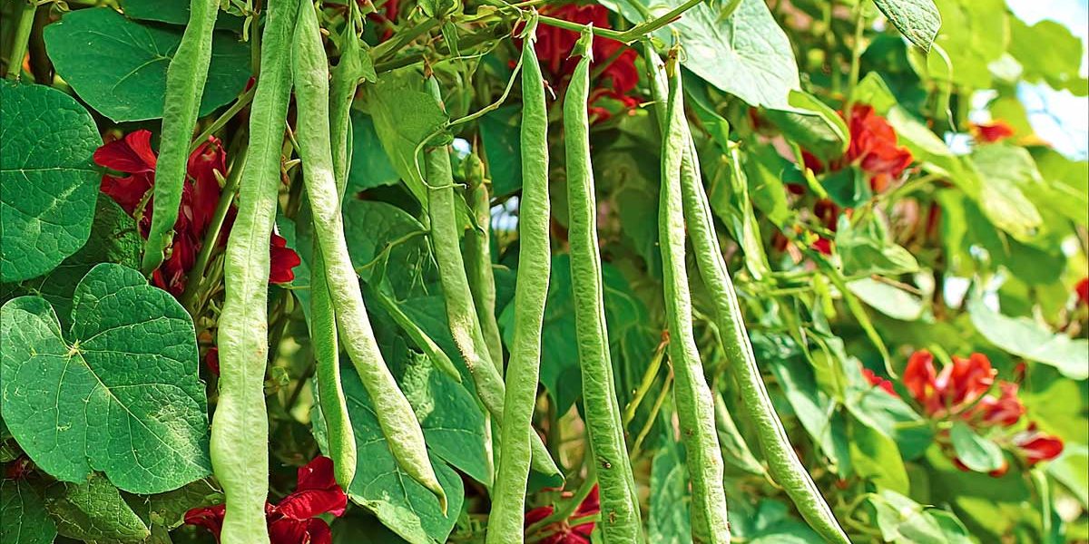 phaseolus