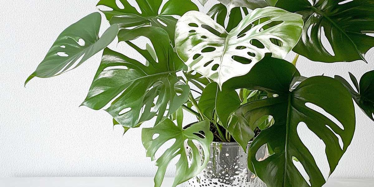 philodendron monstera