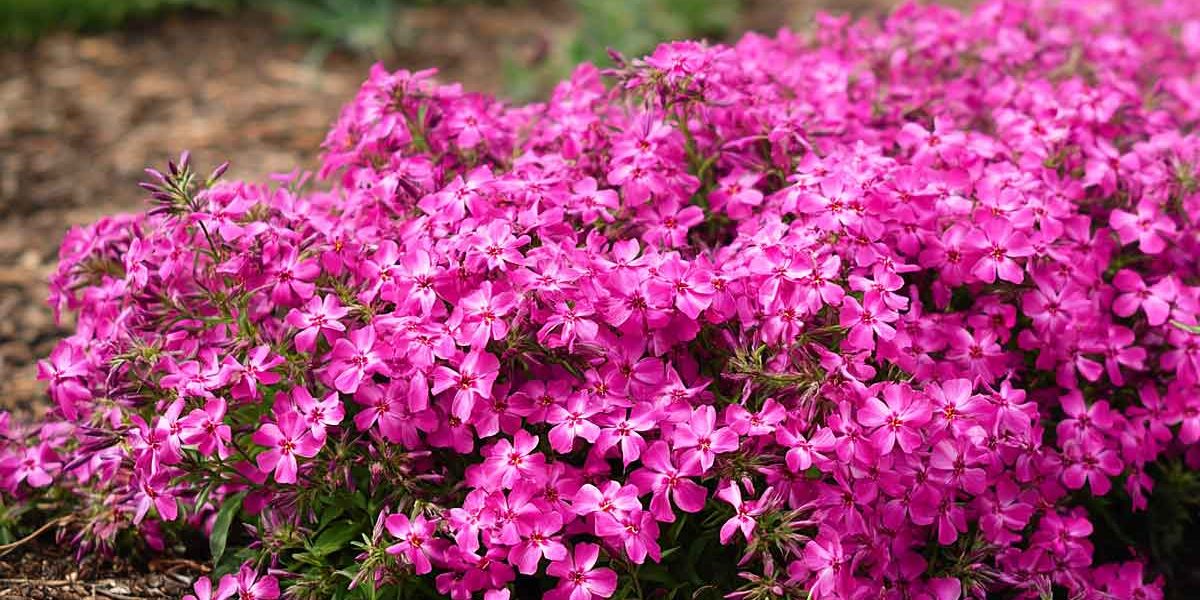 phlox subalata