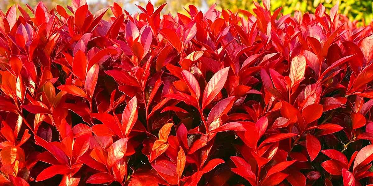 photinia