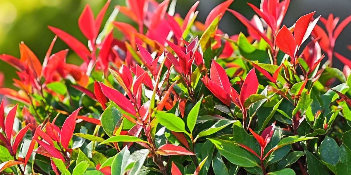 photinia