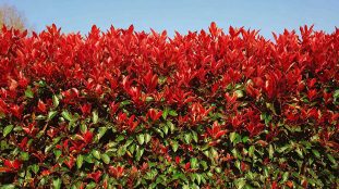photinia