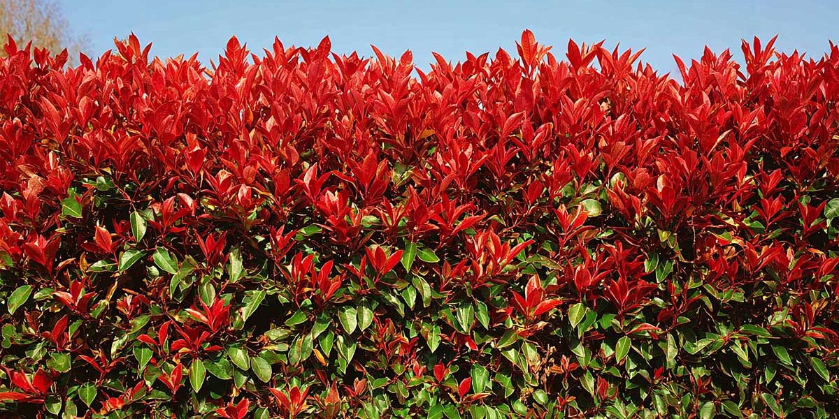 photinia