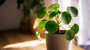 pilea