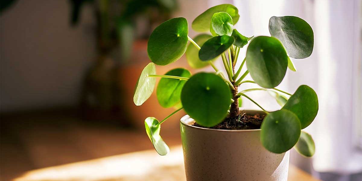 pilea