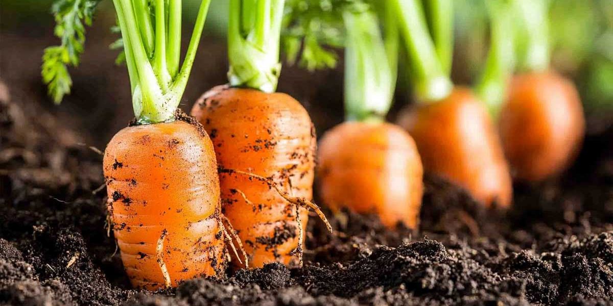 quand planter des carottes
