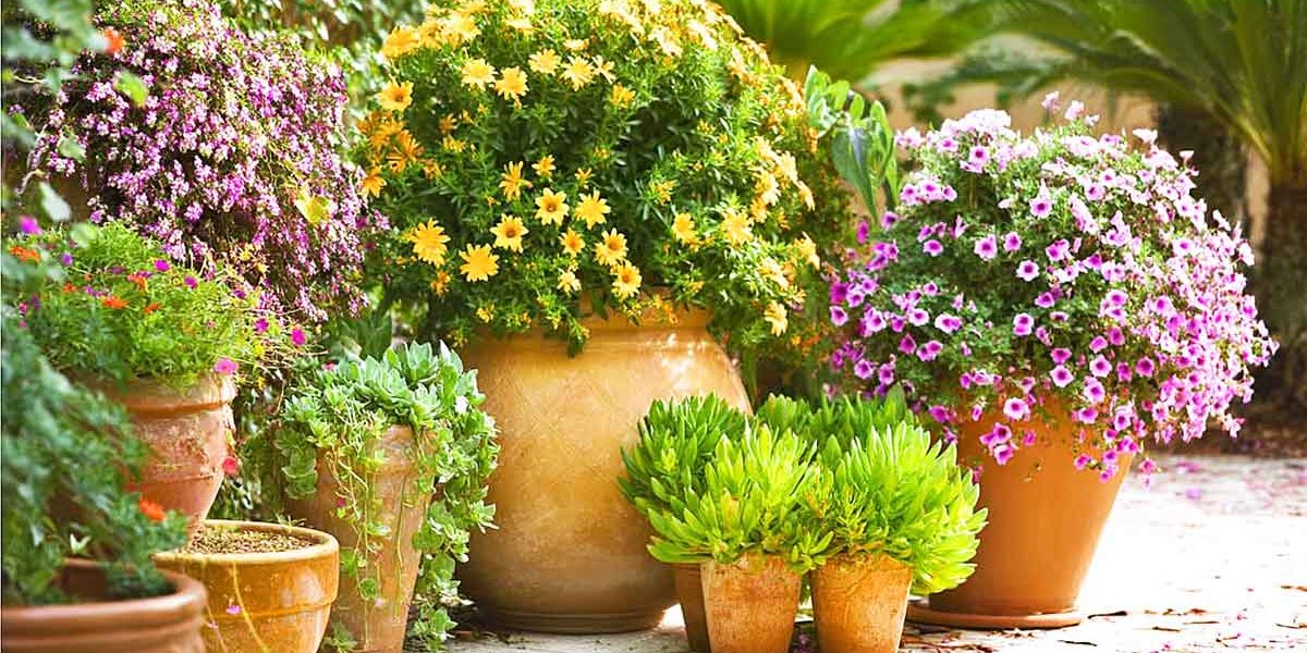 plantes en pot en plein soleil