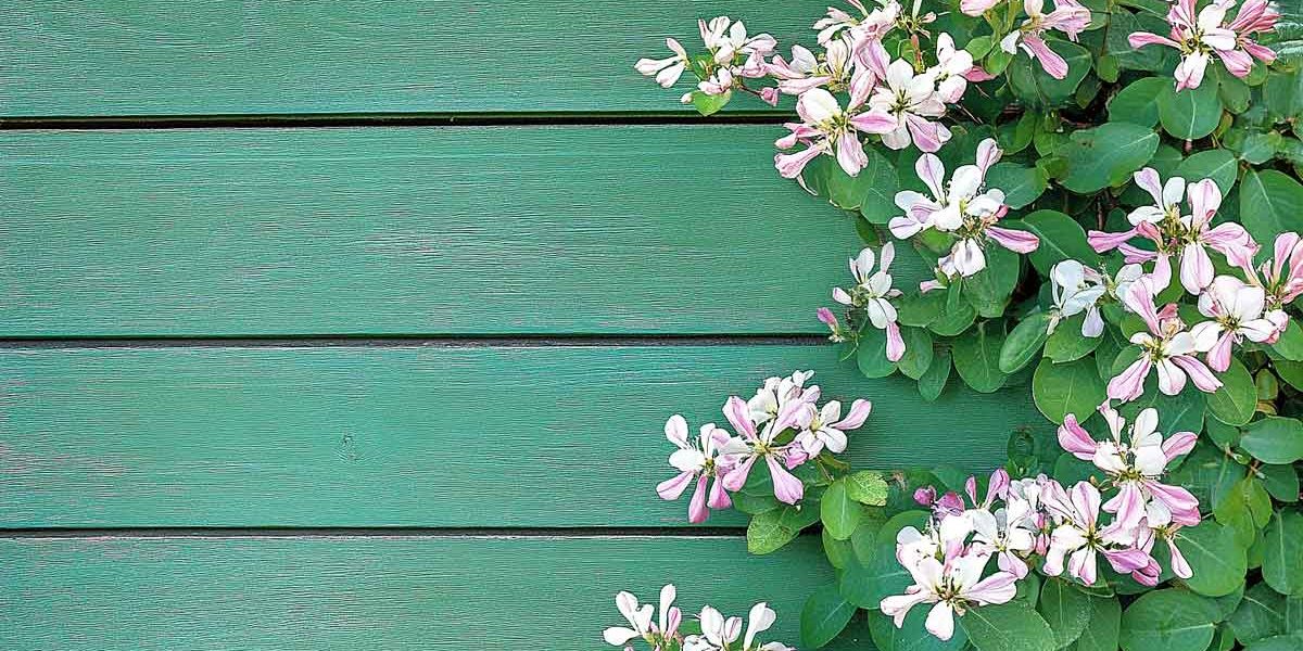 plantes grimpantes facade