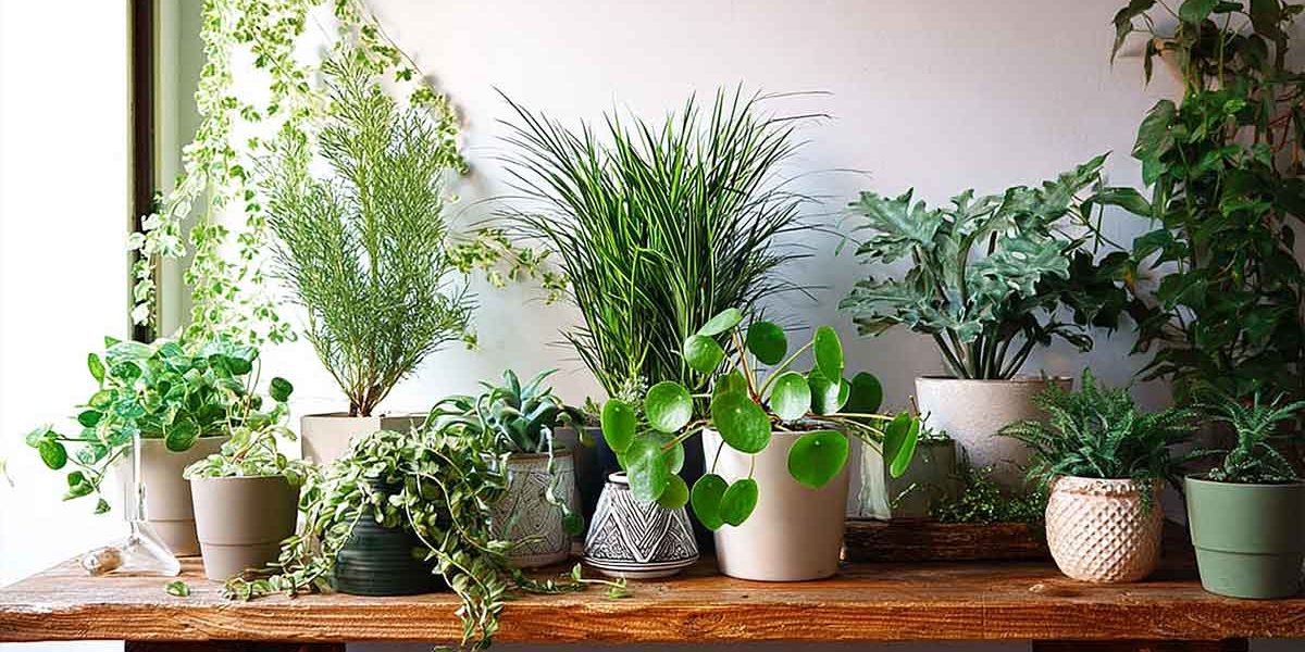 plantes interieur