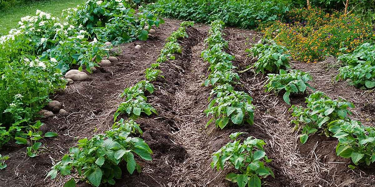 plants de pommes de terre