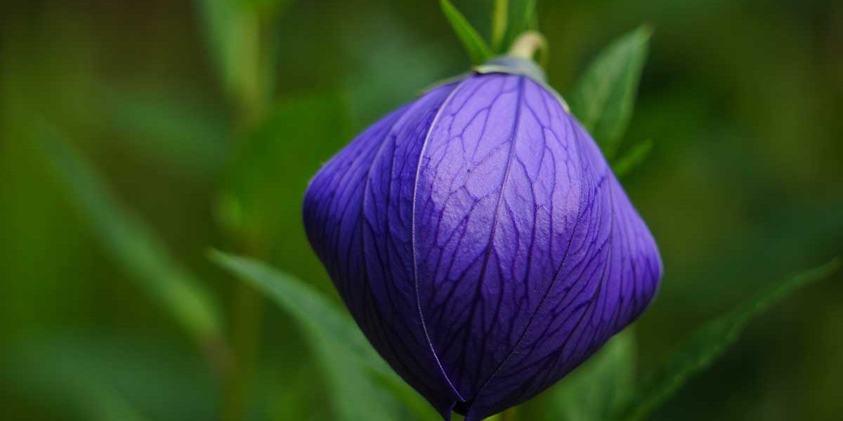 Platycodon grandiflorus