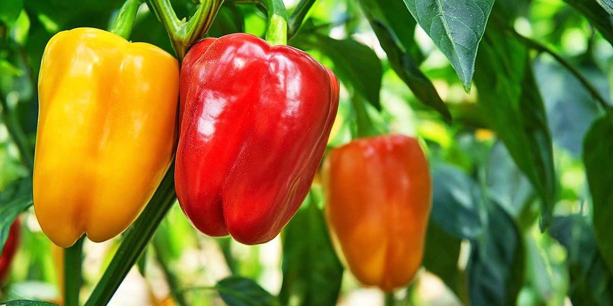 Cette taille simple à faire en août permet d’avoir des poivrons vraiment plus gros