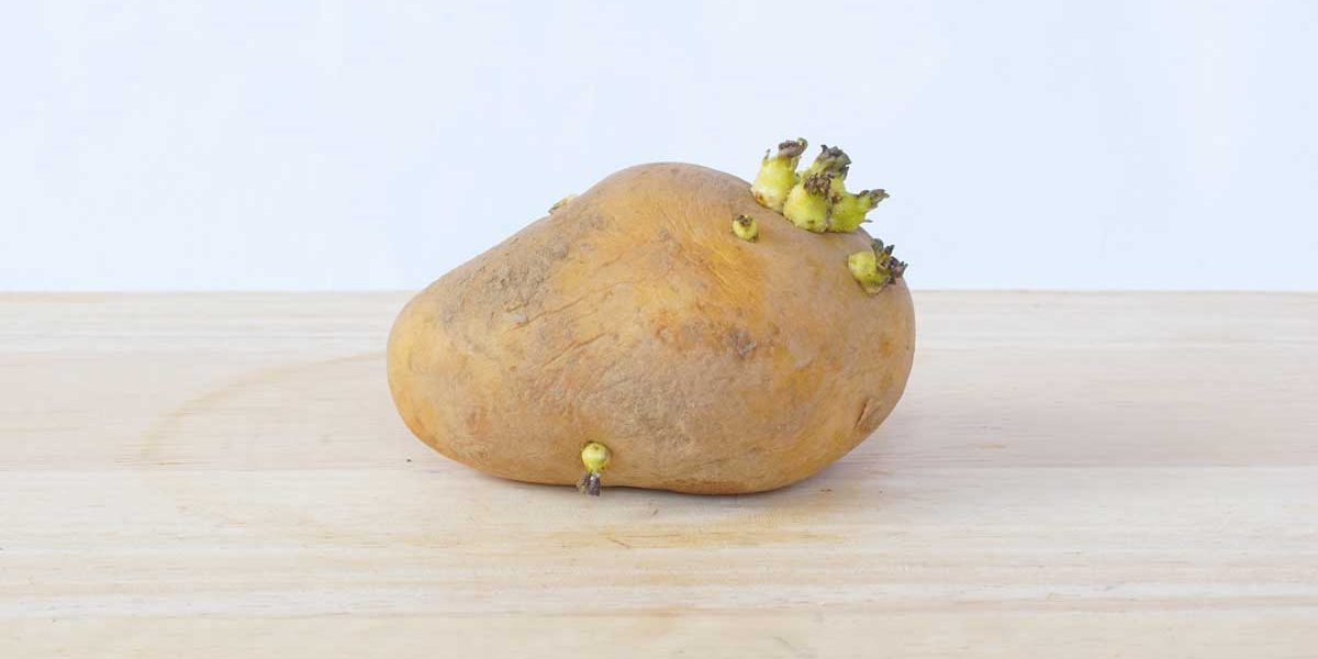 pomme de terre germee