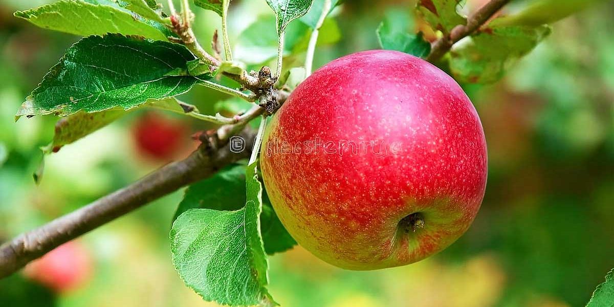 En août, je greffe pommiers et poiriers : la méthode simple qui marche à tous les coups