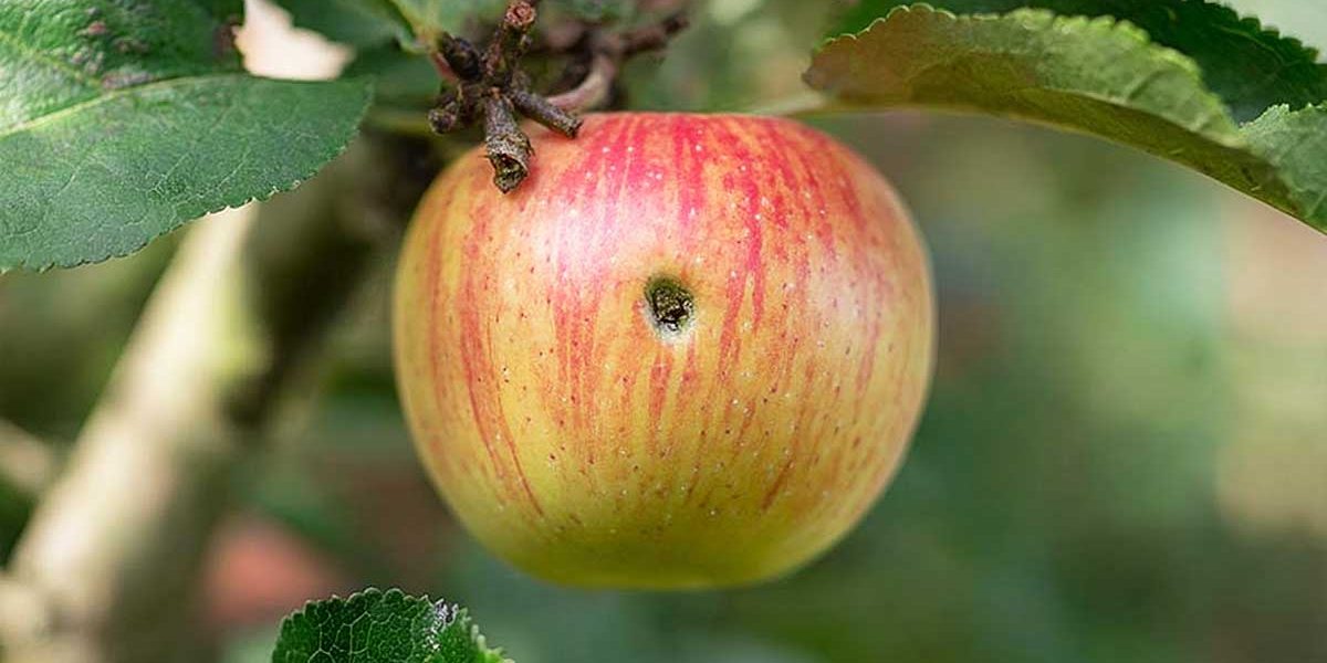 un ver dans une pomme