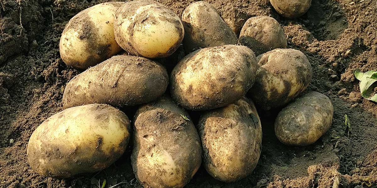 pommes de terre nouvelles