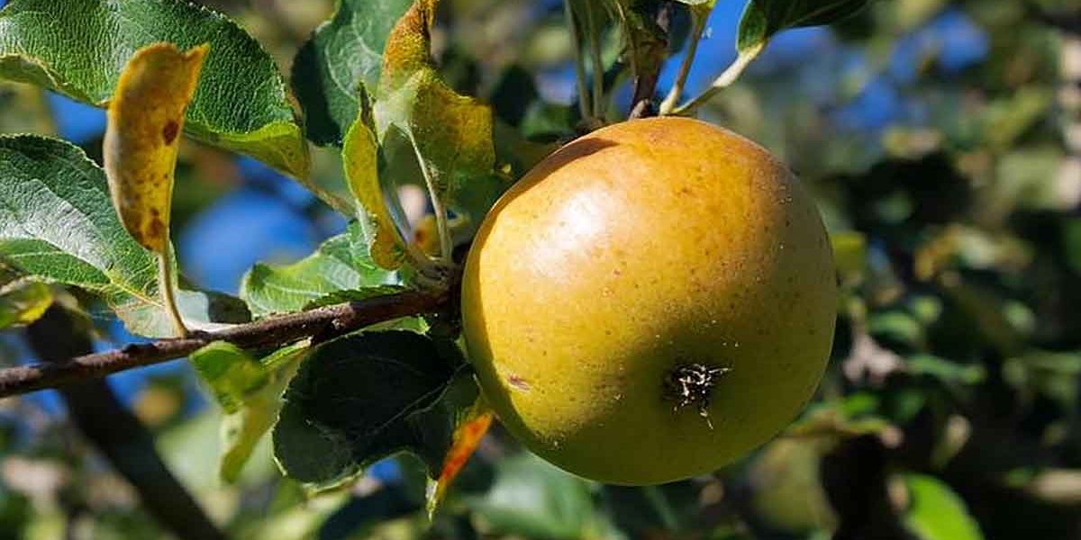 pommier pomme